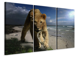 3-piece-canvas-print-a-lioness-on-the-beach