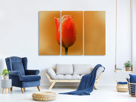 3-piece-canvas-print-a-tulip-in-the-morning-dew