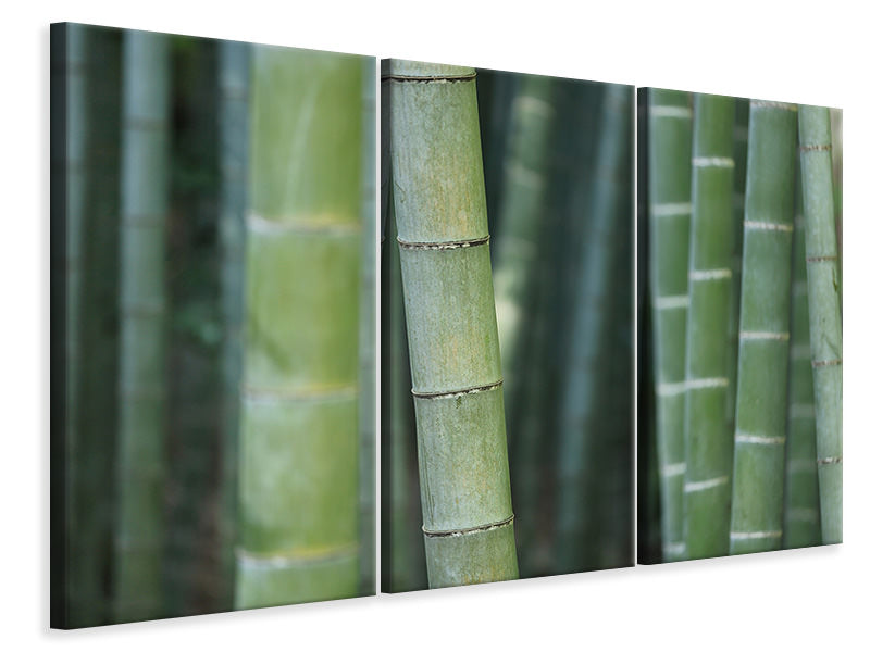 3-piece-canvas-print-bamboo-in-xxl