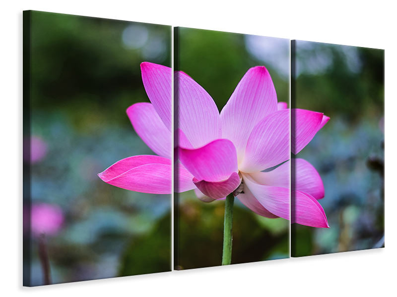 3-piece-canvas-print-beautiful-lotus