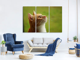 3-piece-canvas-print-cats-nose