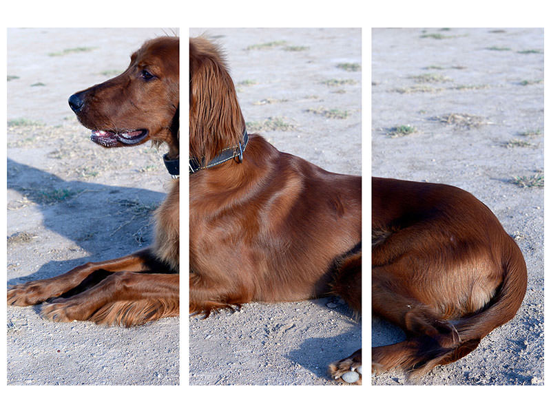 3-piece-canvas-print-elegant-irish-setter