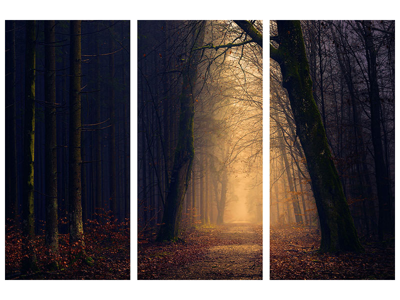 3-piece-canvas-print-evening-mood-in-the-forest