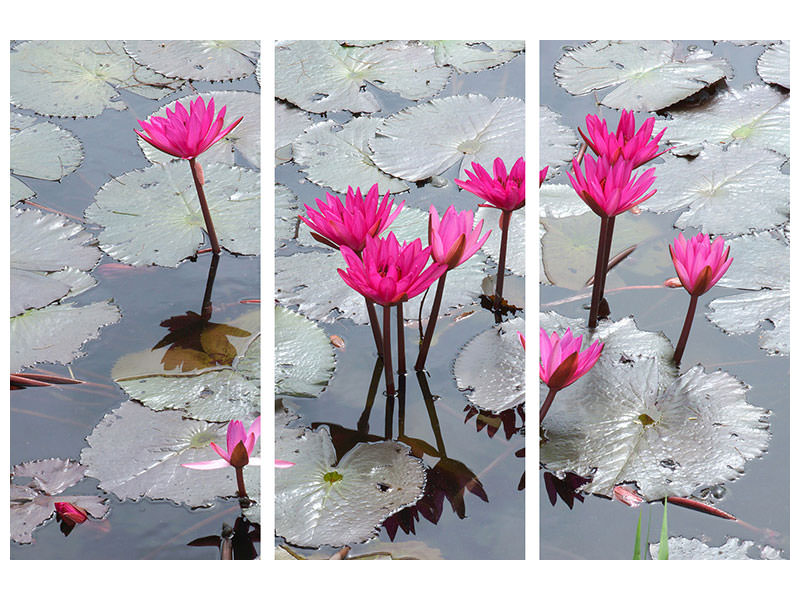 3-piece-canvas-print-jump-in-the-lily-pond