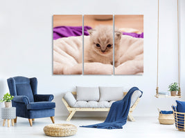 3-piece-canvas-print-kitten-to-fall-in-love