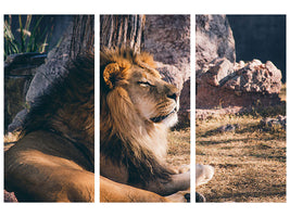 3-piece-canvas-print-lion-is-sunning-himself