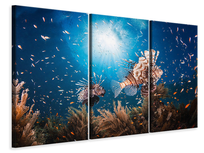 3-piece-canvas-print-lionfish-ii