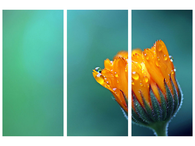 3-piece-canvas-print-marigold-in-morning-dew
