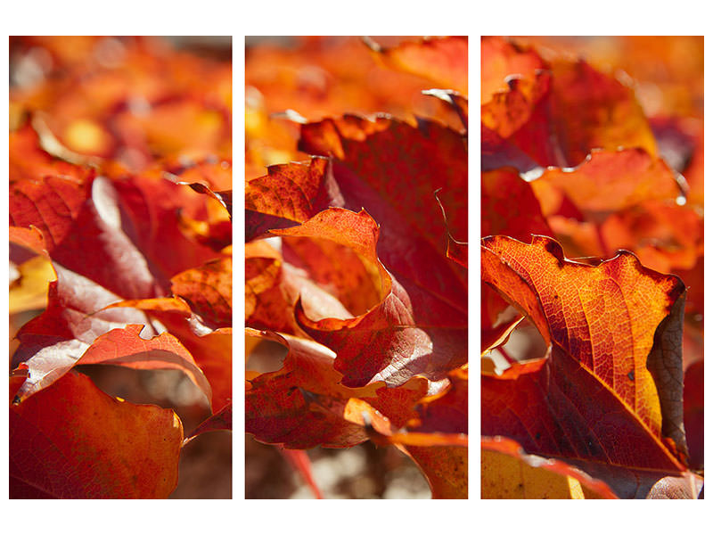 3-piece-canvas-print-nice-autumn-leaves