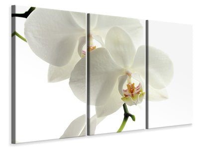 3-piece-canvas-print-orchids-bloom