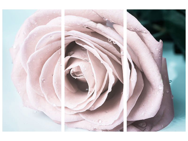 3-piece-canvas-print-pastel-rose