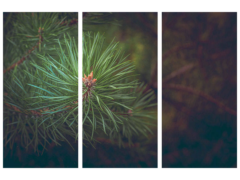 3-piece-canvas-print-pine-tree-close-up