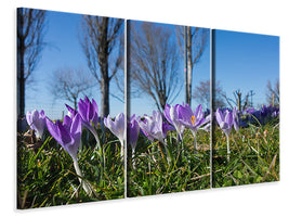 3-piece-canvas-print-purple-crocus-in-nature