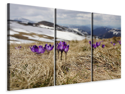 3-piece-canvas-print-purple-crocus