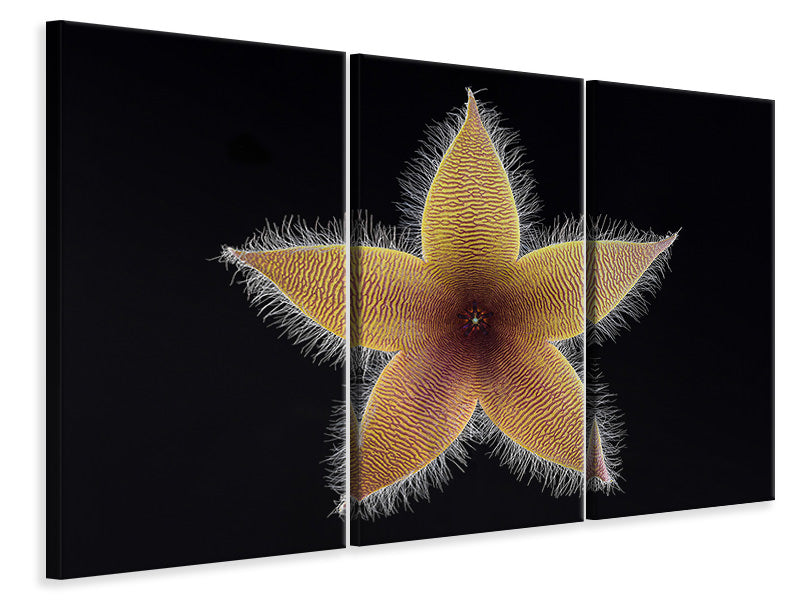 3-piece-canvas-print-stapelia-grandiflora