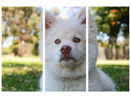 3-piece-canvas-print-sweet-dog-snout