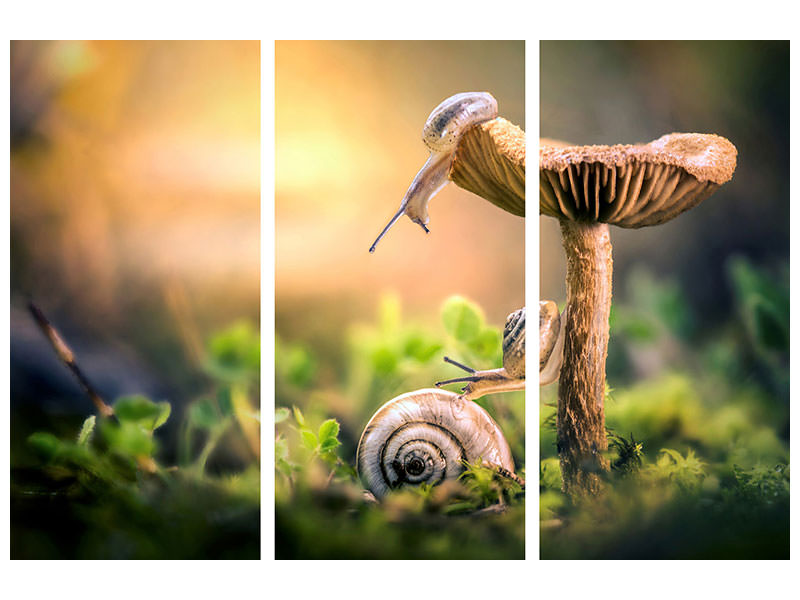 3-piece-canvas-print-the-awakening-of-snails