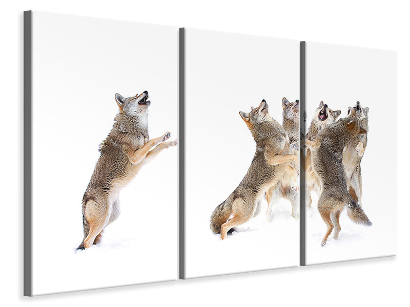 3-piece-canvas-print-the-choir-coyotes