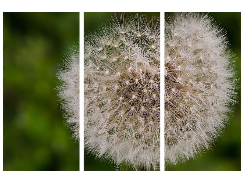 3-piece-canvas-print-the-dandelion-in-nature