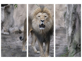 3-piece-canvas-print-the-lion-and-his-kingdom