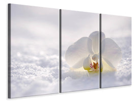 3-piece-canvas-print-the-orchids-bloom