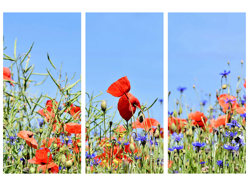 3-piece-canvas-print-the-poppy-in-the-flower-meadow