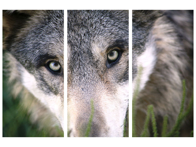 3-piece-canvas-print-the-wolf39s-look