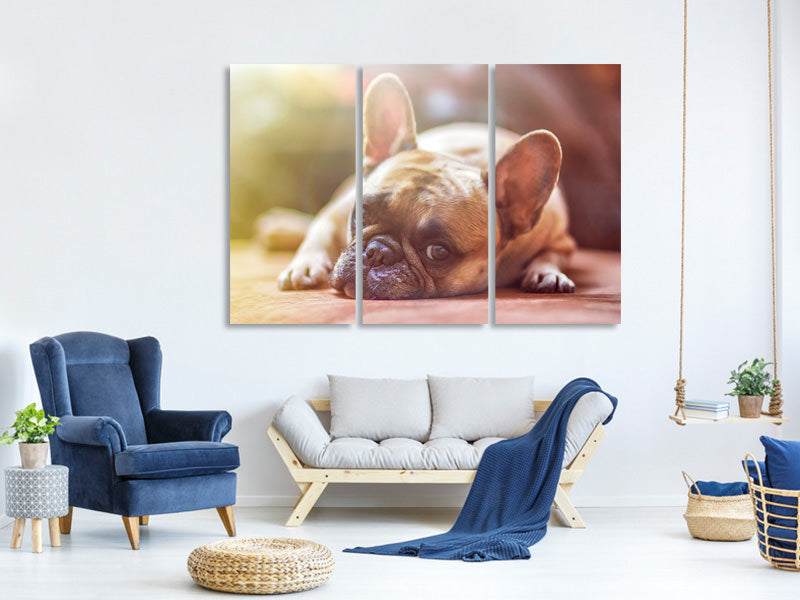 3-piece-canvas-print-tired-bulldog