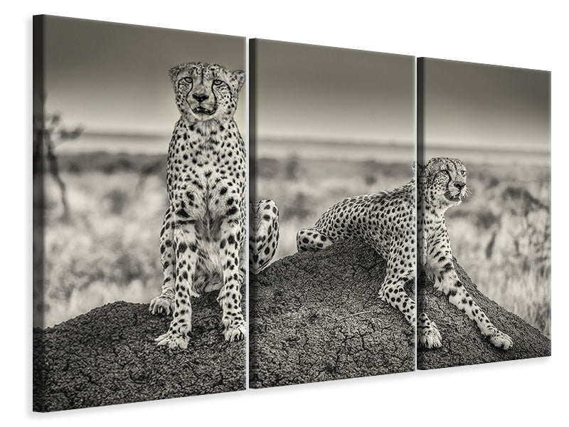 3-piece-canvas-print-two-cheetahs-watching-out