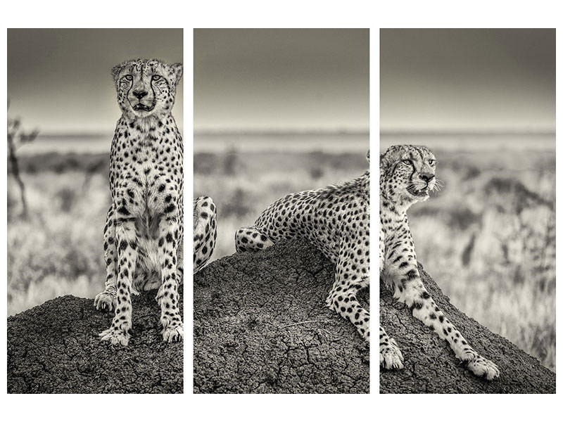 3-piece-canvas-print-two-cheetahs-watching-out
