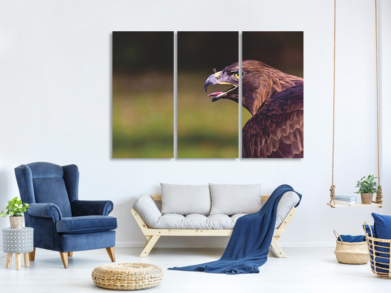 3-piece-canvas-print-watchful-eagle