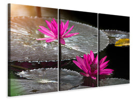 3-piece-canvas-print-water-lily-in-the-morning-dew