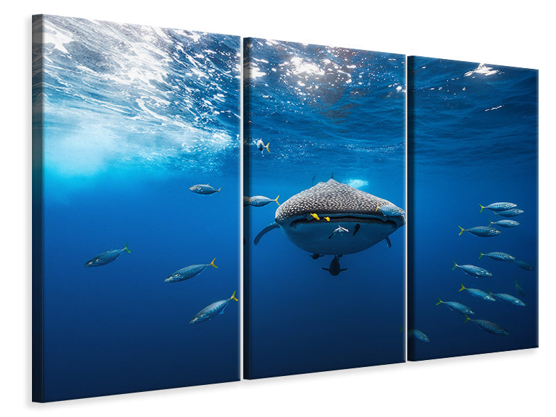 3-piece-canvas-print-whale-shark-escorted-by-a-school-of-bonito