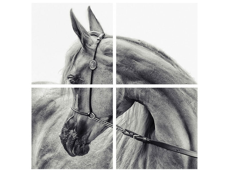 4-piece-canvas-print-the-arabian-horse