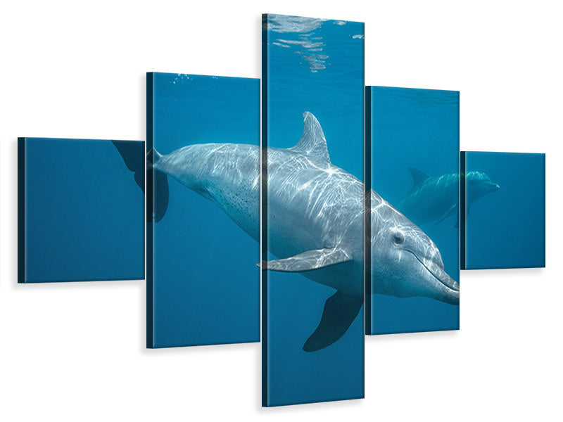 5-piece-canvas-print-curious-dolphin