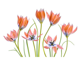 canvas-print-apricot-tulips