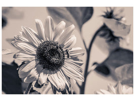 canvas-print-bees-on-the-sunflower-sw