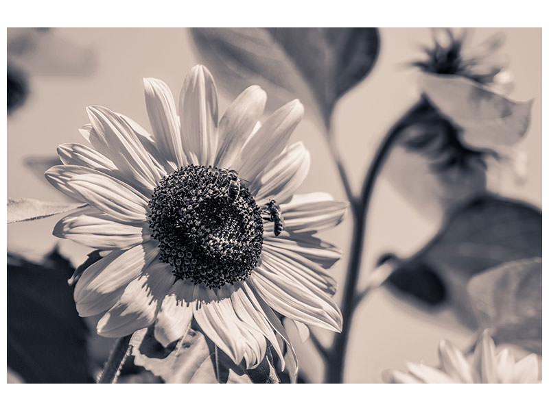 canvas-print-bees-on-the-sunflower-sw