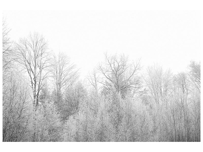 canvas-print-birches-in-the-snow