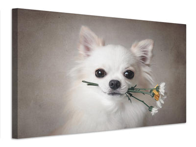 canvas-print-chihuahua-with-flowers-x