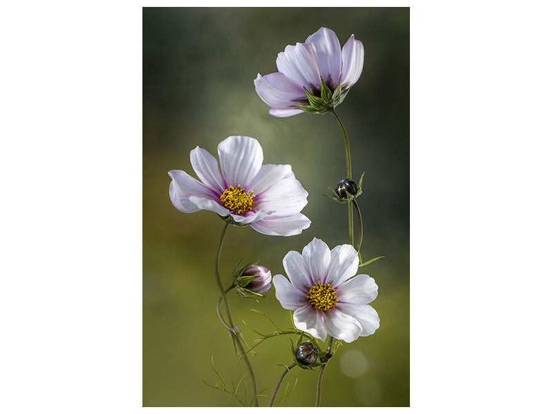 canvas-print-cosmos-ii