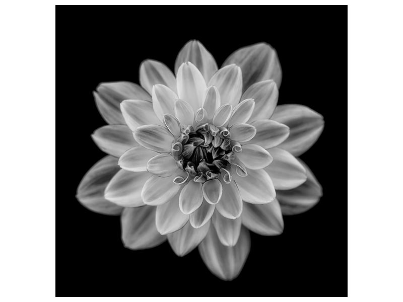 canvas-print-dahlia-xri