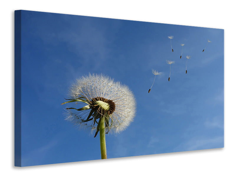 canvas-print-dandelion-i-wish-for-something