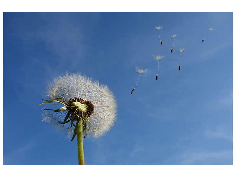 canvas-print-dandelion-i-wish-for-something