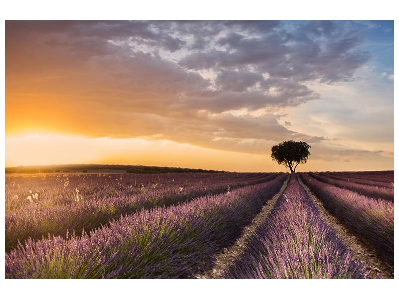 canvas-print-destination-lavender-x