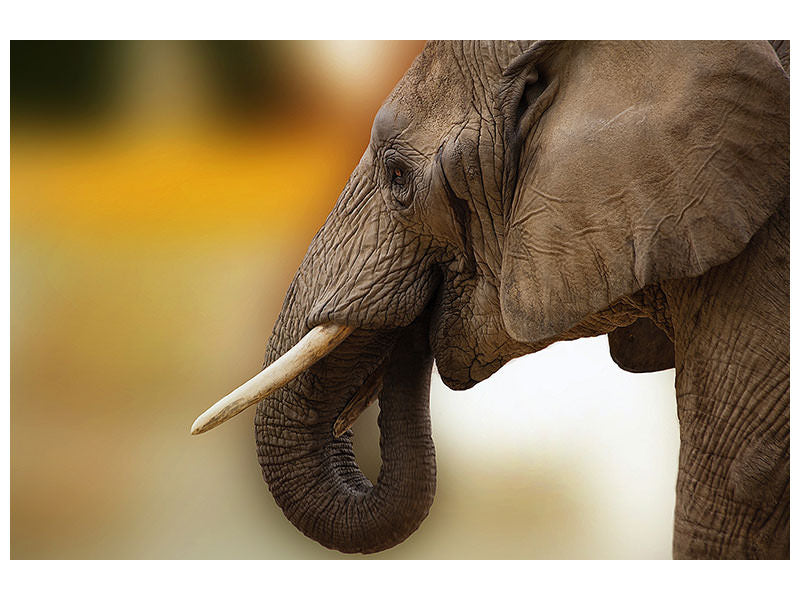 canvas-print-elephant-close-up