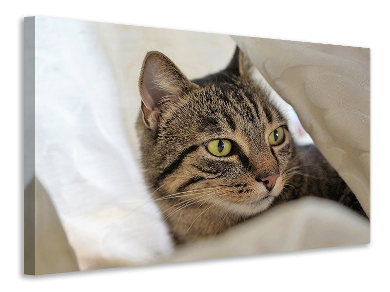 canvas-print-favorite-cat