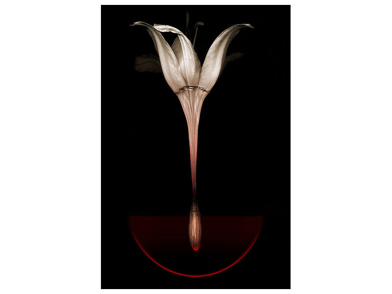 canvas-print-floating-lily