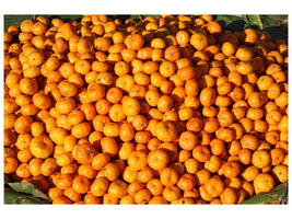 canvas-print-fresh-mandarins