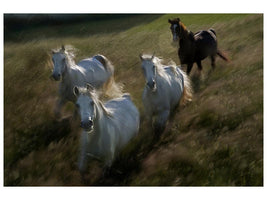 canvas-print-gallop-in-x